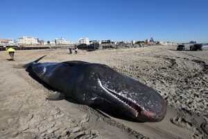 Wind power opponents are using the ‘Save the Whales’ argument on U.S. East Coast