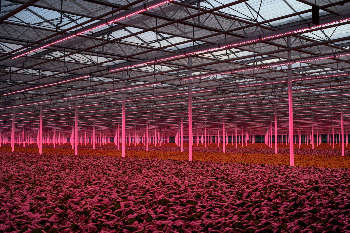 Does this high-tech lettuce hold the answer to the global food crisis?