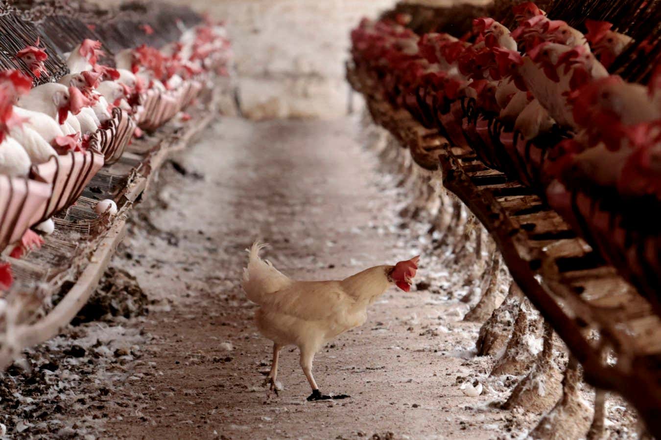 H5N1 bird flu is closer to gaining pandemic potential than we thought