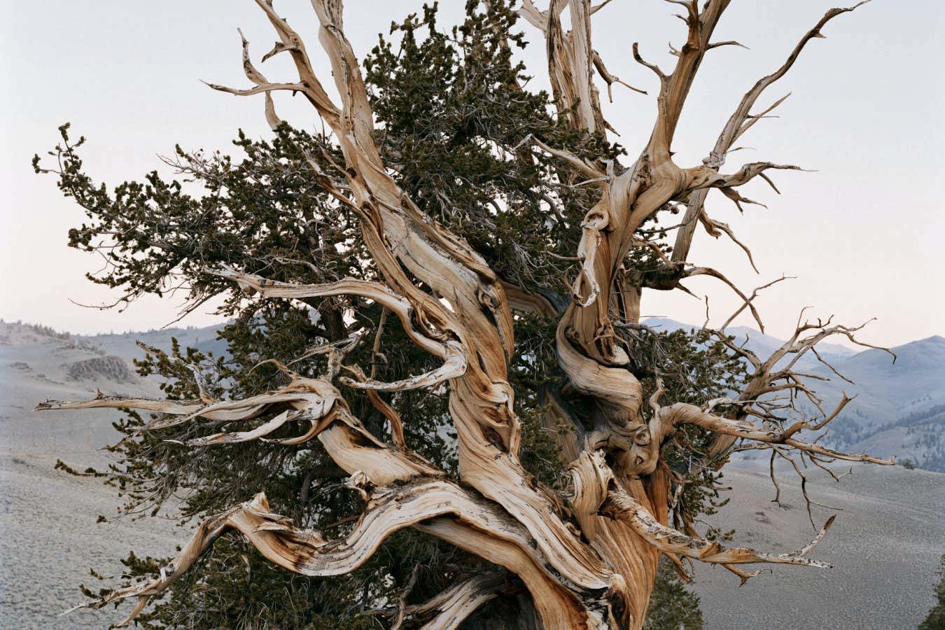 Images capture the timeless beauty of America’s ancient forests