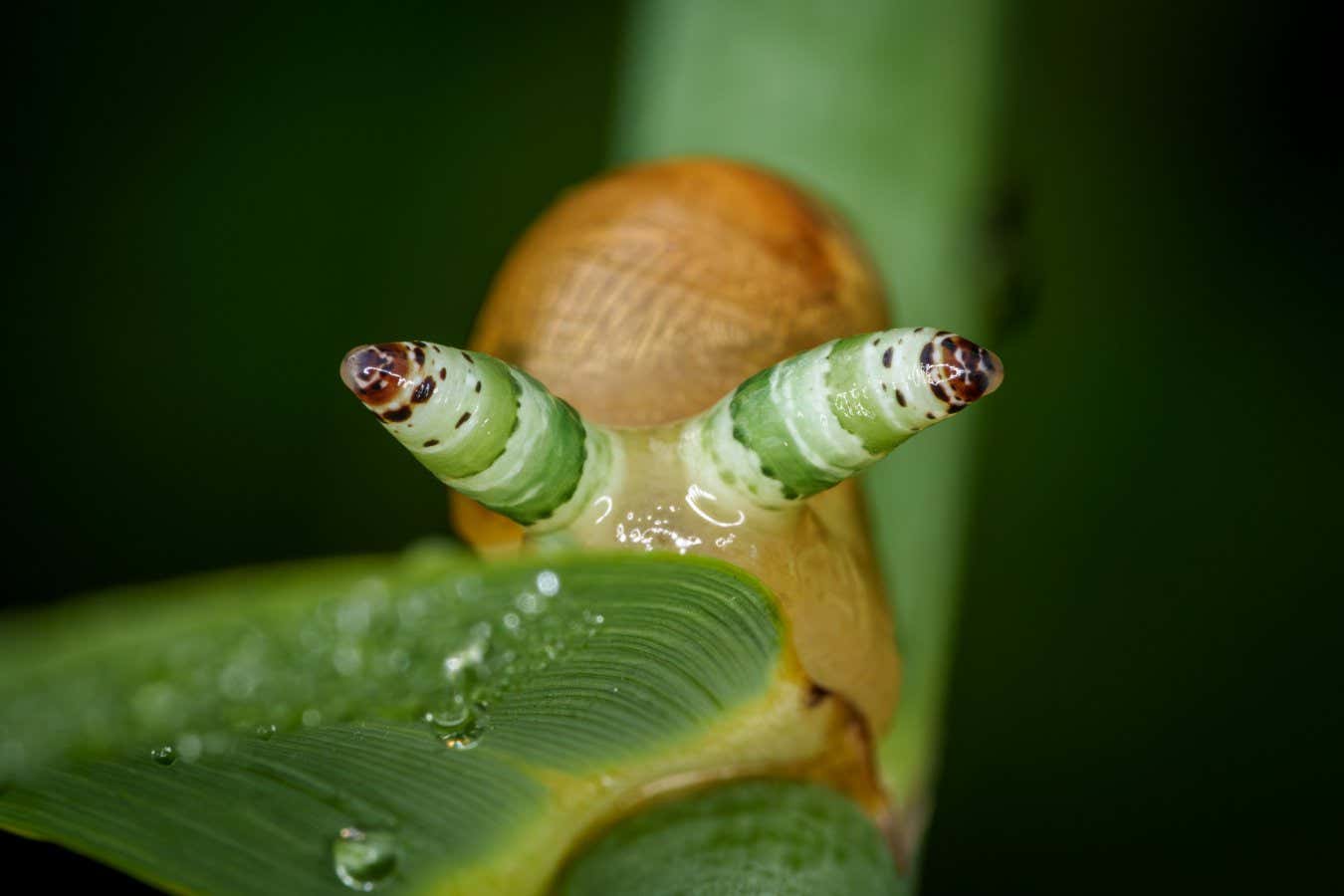 Grisly new book reveals what zombie insects can teach us