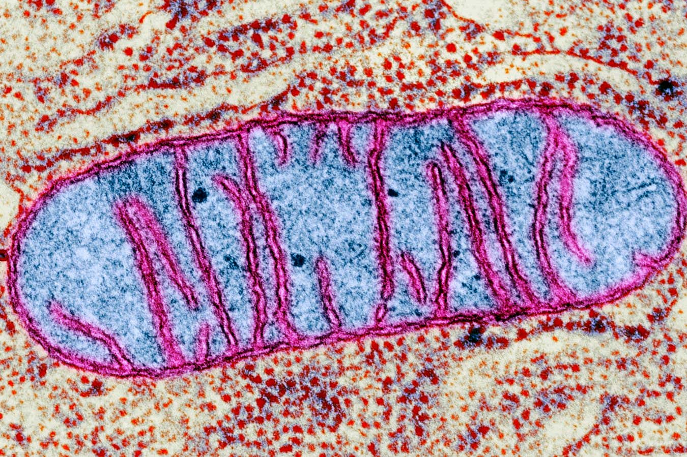 Our brain’s mitochondria may play a crucial role in the onset of sleep