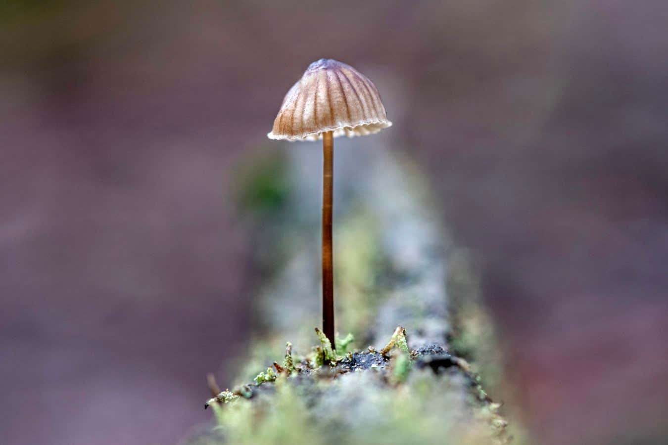 Enchanting photos of ‘bizarre’ mushrooms showcase fungi diversity