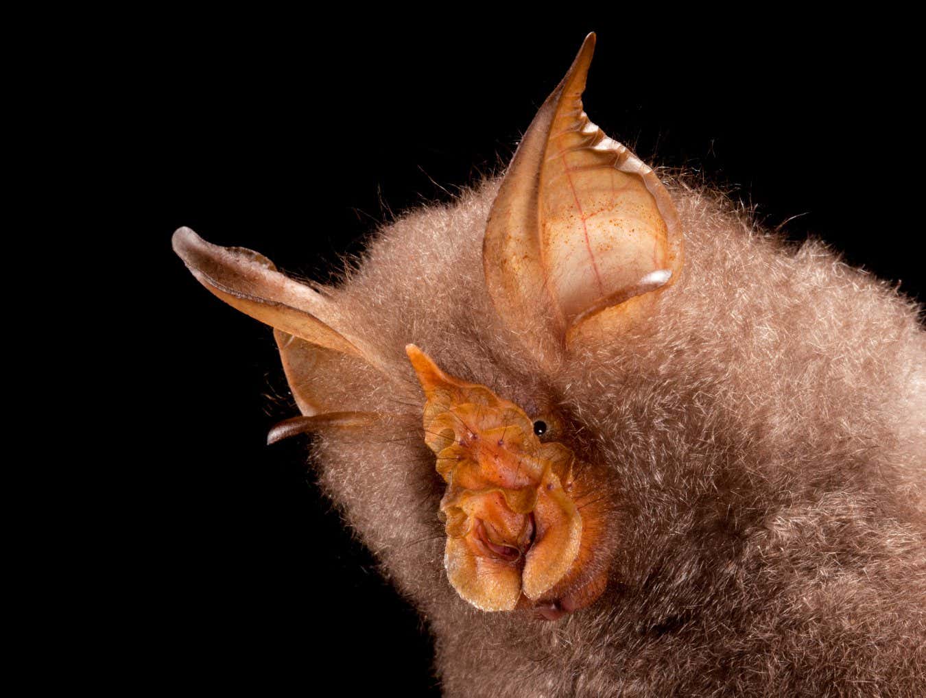 Endearing photos of bats show clever adaptations like long tongues