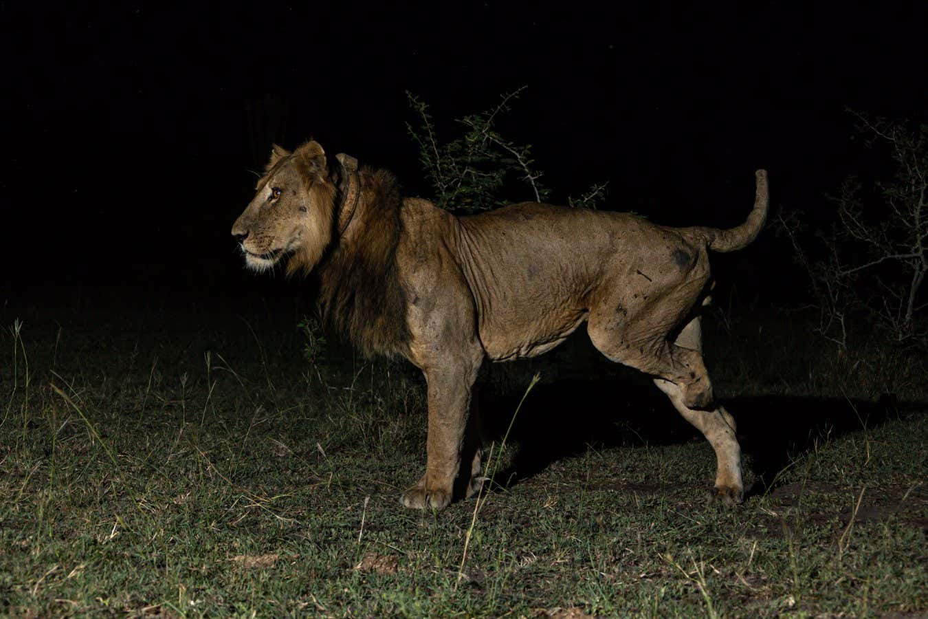 A three-legged lion has learned to hunt in a completely unexpected way