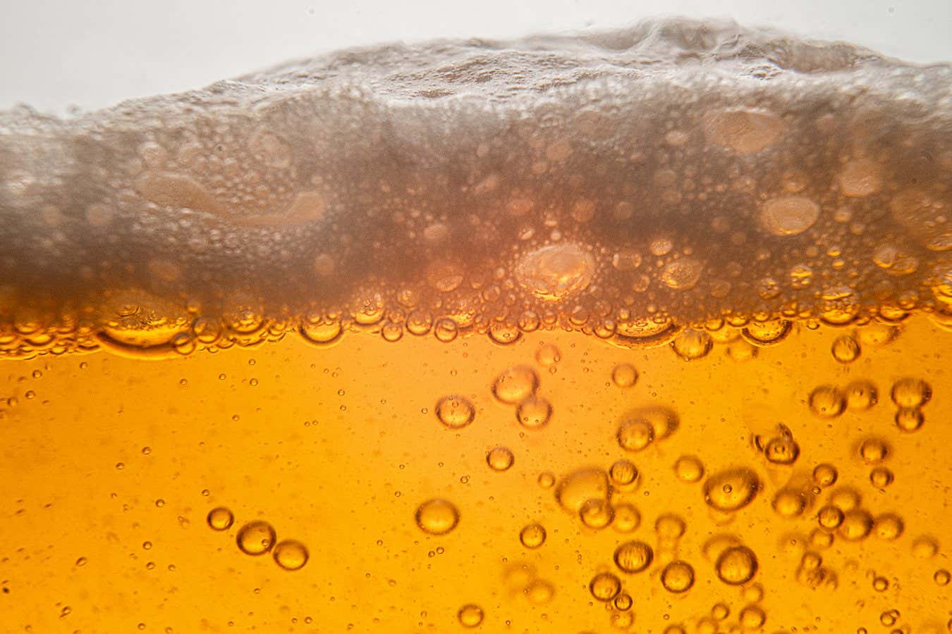 Did ancient humans start farming so they could drink more beer?