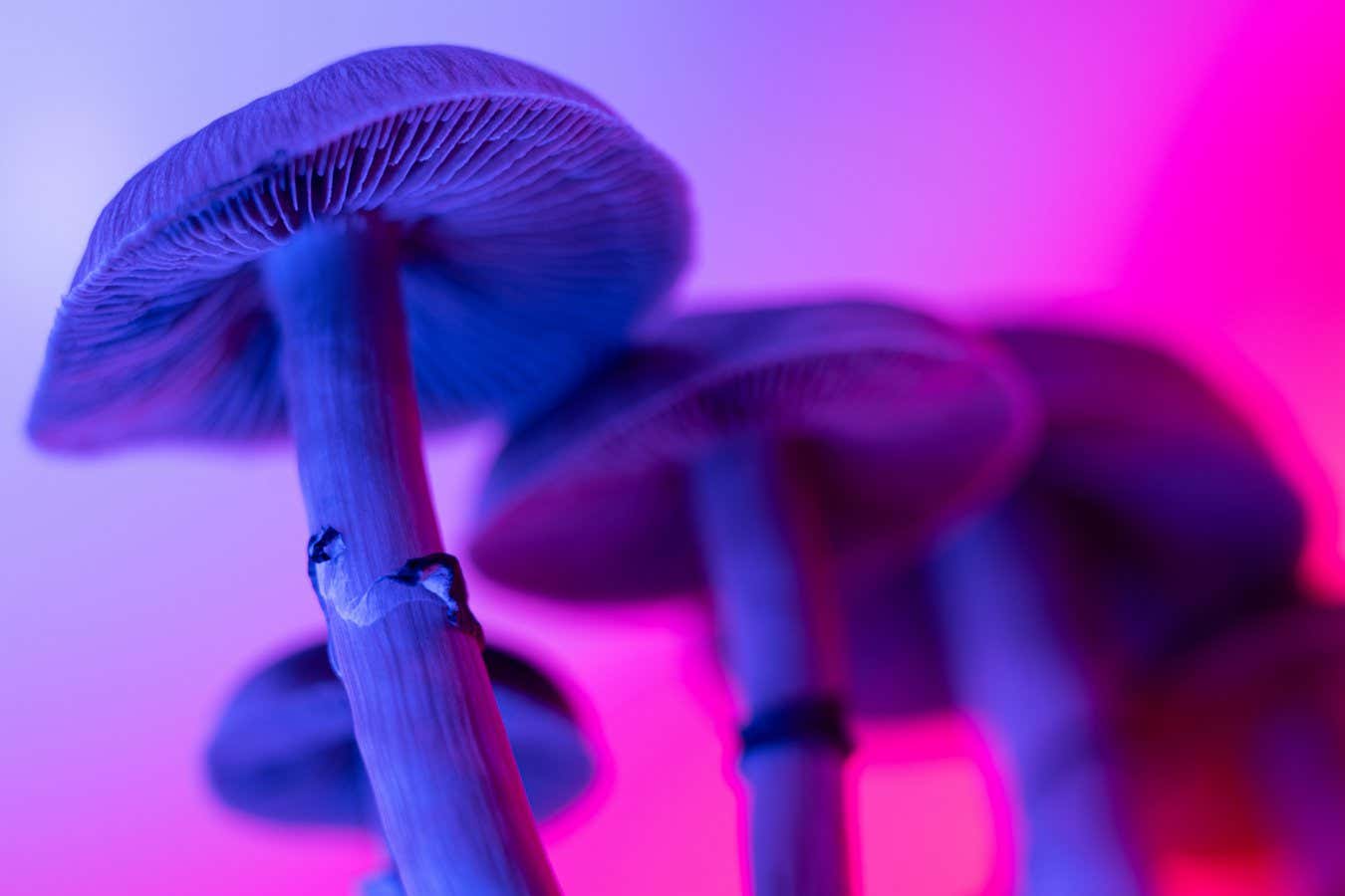 Why did magic mushrooms evolve? We may finally have the answer