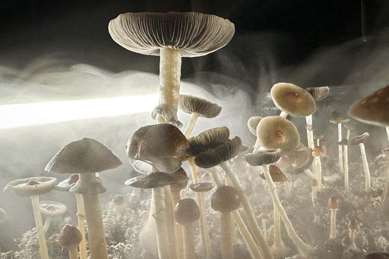 Just one dose of psilocybin relieves symptoms of OCD for months