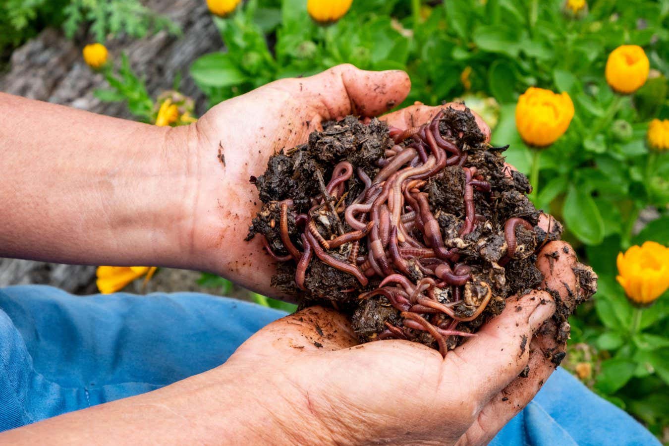 How a DIY worm farm can compost food scraps, paper or a whole kangaroo