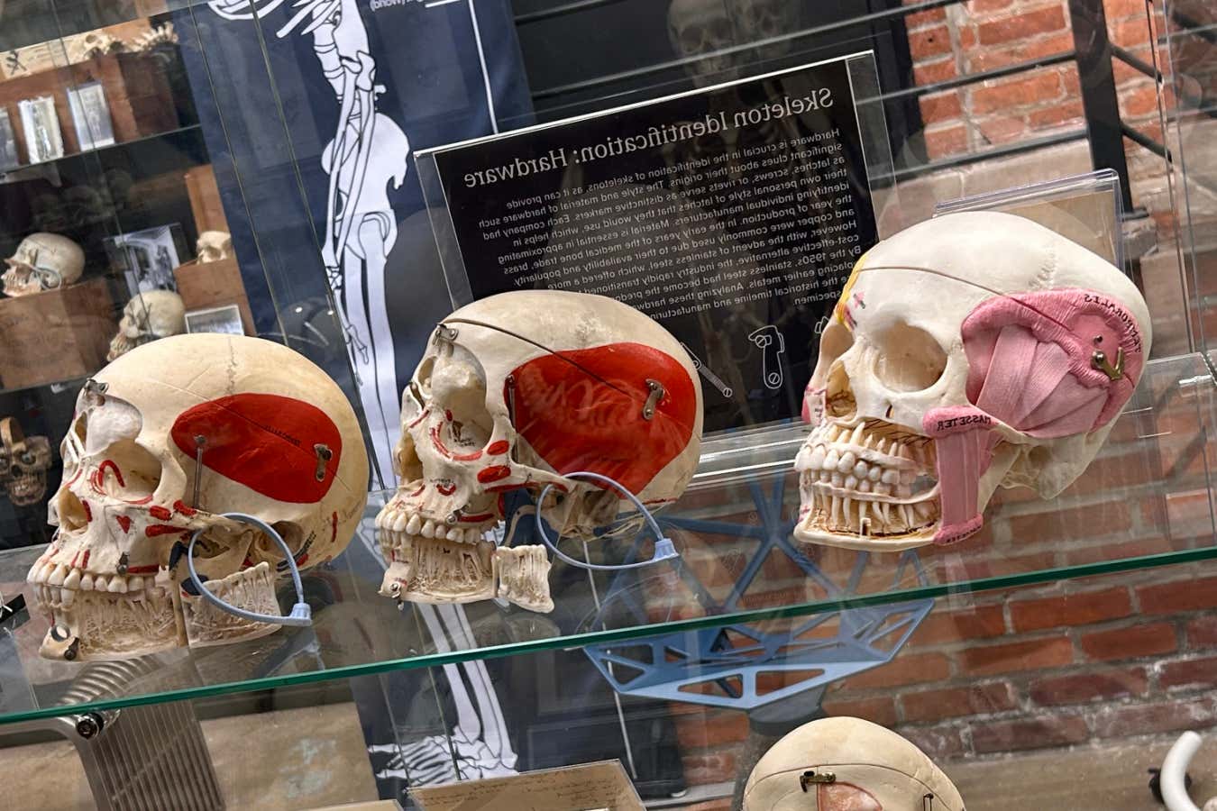 New Scientist recommends New York’s Bone Museum and Gecko Gallery