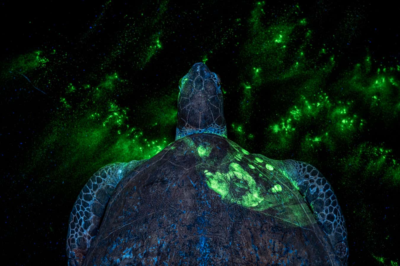 Shocking turtle photo reveals efforts to combat illegal wildlife trade